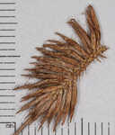 Manyflower flatsedge